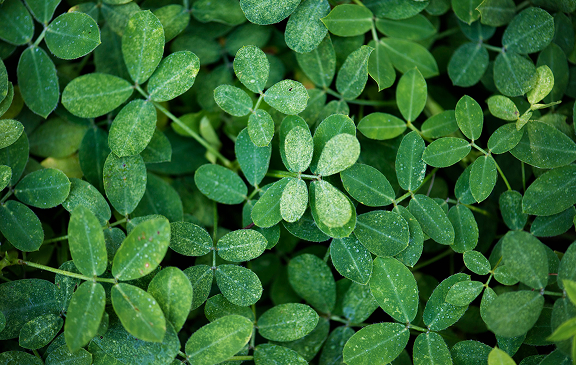 Зеленые лепестки, пробы растений для фитосанитарных перевозок с температурным режимом (контролем) по РФ, миру от Biocard